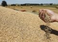 Le gouvernement marocain instaure une prime pour stabiliser les prix du blé tendre