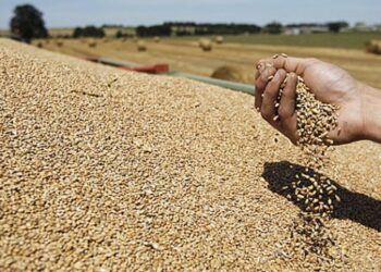 Le gouvernement marocain instaure une prime pour stabiliser les prix du blé tendre