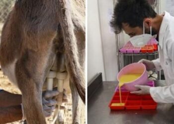 Le lait d’ânesse : un trésor rare et luxueux des montagnes albanaises