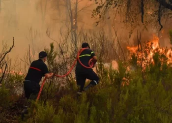 Un incendie dévastateur ravage les forêts de Moukalata et Kitan près de Tétouan