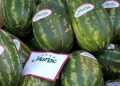 Chute historique des exportations marocaines de pastèques en 2024
