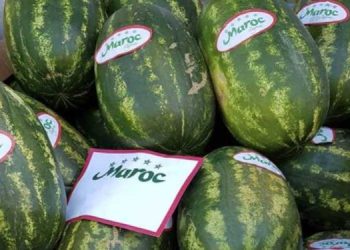 Chute historique des exportations marocaines de pastèques en 2024
