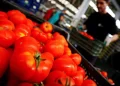 Les prix des tomates continuent de grimper tandis que les fruits restent stables à Casablanca