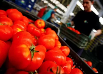Les prix des tomates continuent de grimper tandis que les fruits restent stables à Casablanca