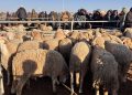 Le gouvernement envisage de supprimer la subvention à l&rsquo;importation des ovins après la baisse des prix de la viande