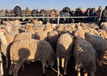 Le gouvernement envisage de supprimer la subvention à l&rsquo;importation des ovins après la baisse des prix de la viande