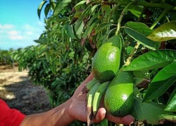 Le Maroc établit un nouveau record d&rsquo;exportation d&rsquo;avocats : une croissance significative pour la saison 2023/2024