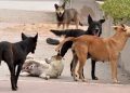 Si Ce Ne Sont Pas Les Égouts Qui Vous Engloutissent, Ce Sont Les Chiens Errants Qui Vous Dévorent