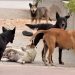 Si Ce Ne Sont Pas Les Égouts Qui Vous Engloutissent, Ce Sont Les Chiens Errants Qui Vous Dévorent