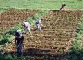 Les récentes pluies redonnent espoir aux agriculteurs et renforcent les réserves d’eau au Maroc