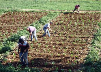 Les récentes pluies redonnent espoir aux agriculteurs et renforcent les réserves d’eau au Maroc