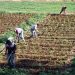 Les récentes pluies redonnent espoir aux agriculteurs et renforcent les réserves d’eau au Maroc