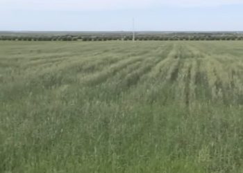 Les précipitations à Sidi Kacem : un sauvetage du secteur agricole ou une simple accalmie passagère ?