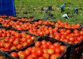 Les exportations de tomates marocaines : entre polémique politique et concurrence commerciale