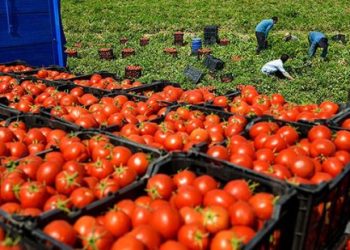 Les exportations de tomates marocaines : entre polémique politique et concurrence commerciale