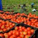 Les exportations de tomates marocaines : entre polémique politique et concurrence commerciale