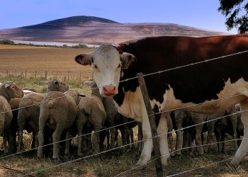 « Les Faraqchia » : Commerçants de la crise