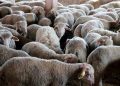 Coût de l’importation et « engraissement » des importateurs