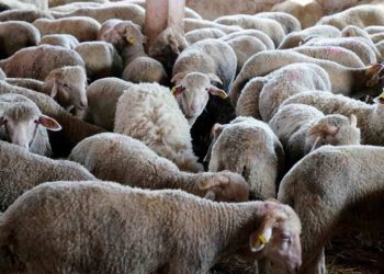 Coût de l&rsquo;importation et « engraissement » des importateurs