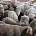 Coût de l&rsquo;importation et « engraissement » des importateurs