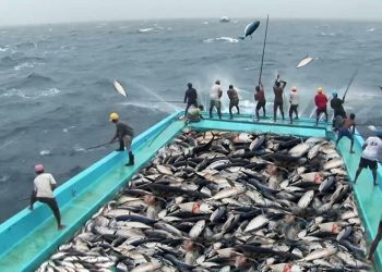 Climat et Efforts de Pêche : Défis et Solutions pour la Préservation des Stocks Halieutiques au Maroc