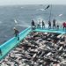 Climat et Efforts de Pêche : Défis et Solutions pour la Préservation des Stocks Halieutiques au Maroc