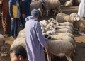 L’Aïd al-Adha sans sacrifice : une levée de gêne et des finalités au-delà du rituel