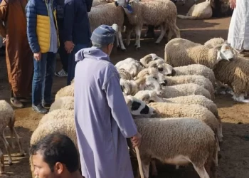 L’Aïd al-Adha sans sacrifice : une levée de gêne et des finalités au-delà du rituel