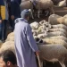 L’Aïd al-Adha sans sacrifice : une levée de gêne et des finalités au-delà du rituel