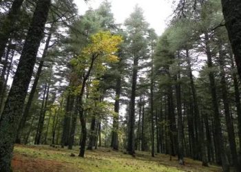  Sûreté nationale et protection de la vie naturelle : une responsabilité légale et un devoir citoyen