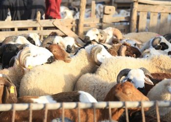 Quand la fatwa nous dispense du « bélier », mais que les intermédiaires nous accablent