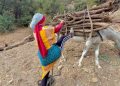 La jeune femme rurale à l’ère d’Akhannouch…