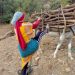 La jeune femme rurale à l’ère d’Akhannouch…