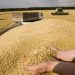 Le Maroc réduit ses importations de céréales dans un contexte de tension mondiale sur le blé