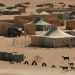 Rapport révèle l’abandon des camps de Tindouf par l’Algérie au profit du Polisario