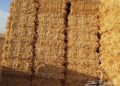 La souveraineté alimentaire : du blé au foin