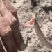 Une femme décède après avoir été mordue par un serpent venimeux près d’Agadir